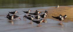 255 Black Skimmers 11J8E3786