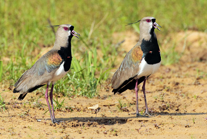 262 Southern Lapwings 11J8E4280