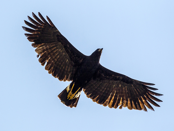 263 White-rumped Hawk 11J8E4318