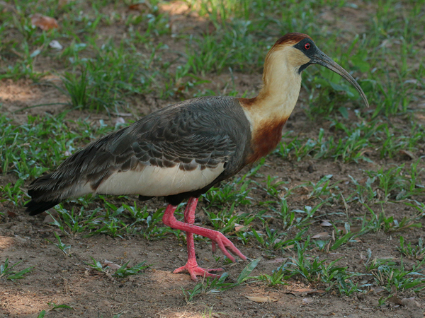 284 Buff-Necked Ibis 70D3478