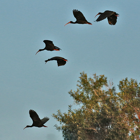 291 Bare-Faced Ibises 70D3877