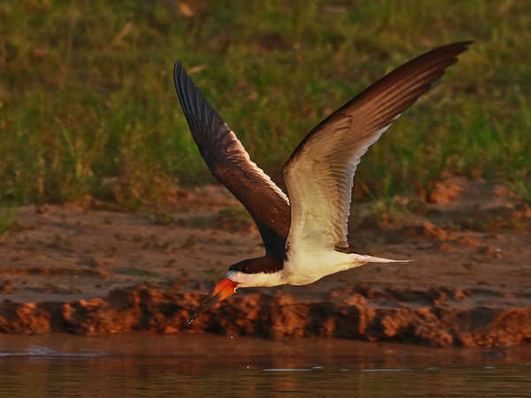 295 Black Skimmer 70D3902