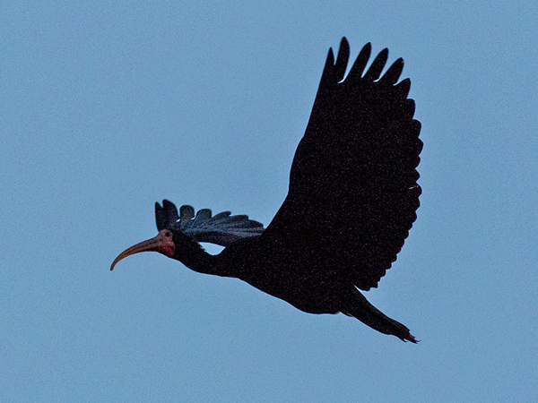 300 Bare-Faced Ibis 70D3956