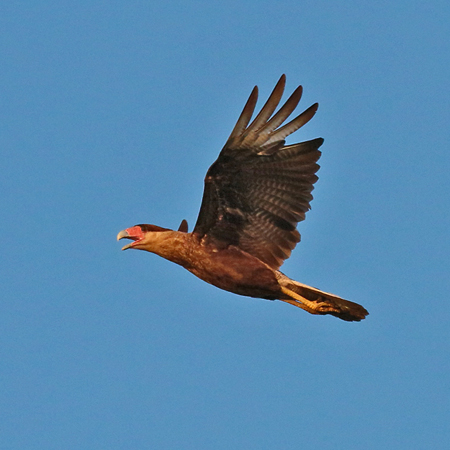 310 Southern Crested Caracara 70D3805