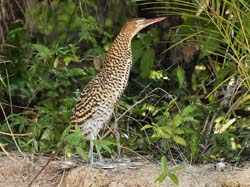 276 Rufescent Tiger Heron 11J8E4423