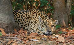283 Jaguar 70D3460
