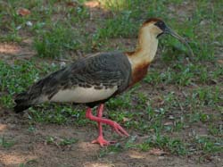 284 Buff-Necked Ibis 70D3478