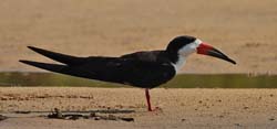 285 Black Skimmer 11J8E4598