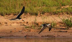 287 Black Skimmers 70D3695