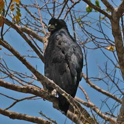 302 White-rumped Hawk 70D3476
