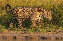 303 Jaguar 70D3817