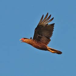 310 Southern Crested Caracara 70D3805
