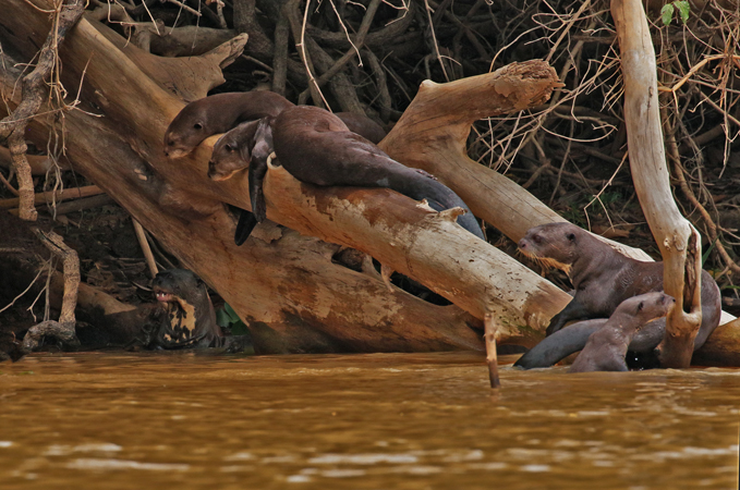 326 River Otters