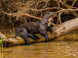 316 River Otter 70D4071