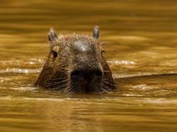 320 Capybara 11J8E4938
