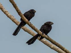 322 Smooth-Billed Ani 11J8E5012