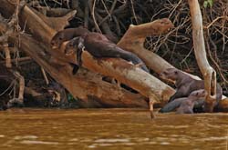 326 River Otters