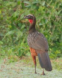 331 Rusty-Margined Guan 70D4092