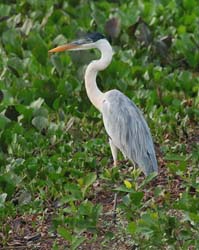 332 Coci Heron 70D4094