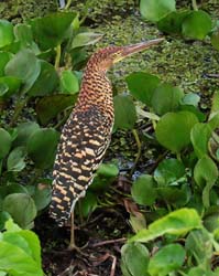 346 Rufescent Tiger Heron 70D4255