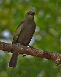 347 Shiny Cowbird 70D4256