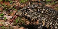 348 Tegu Lizard 70D4274