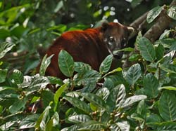 349 Coati 70D4275