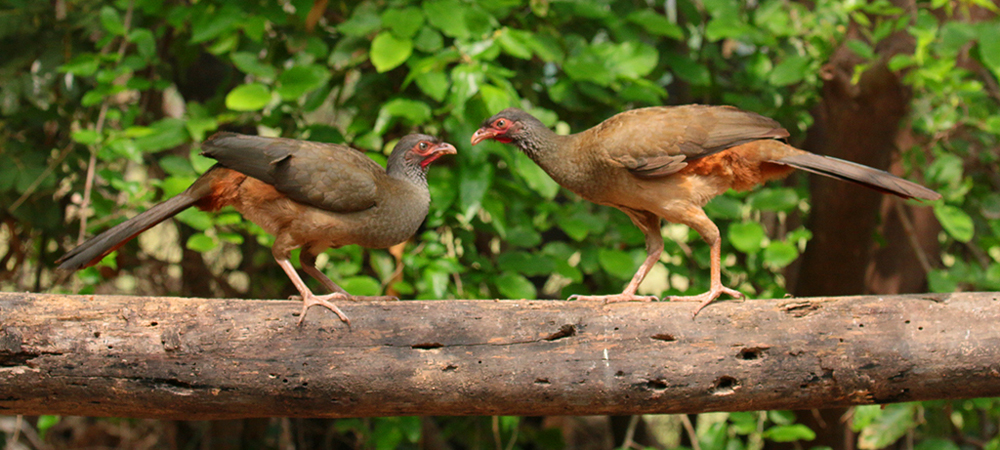 360 Rusty-Margined Guans 70D4307