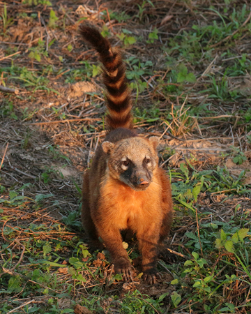 371 Coati 70D4459