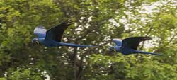 353 Hyacinth Macaws 70D4082