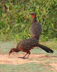 354 Rusty-Margined Guans 70D4100