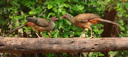 360 Rusty-Margined Guans 70D4307