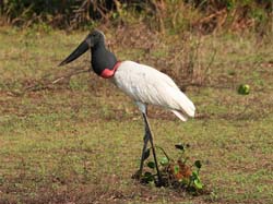 368 Jabiru Stork 70D4396