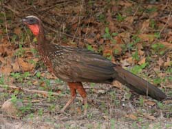 375 Rusty-Margined Guan 70D4482