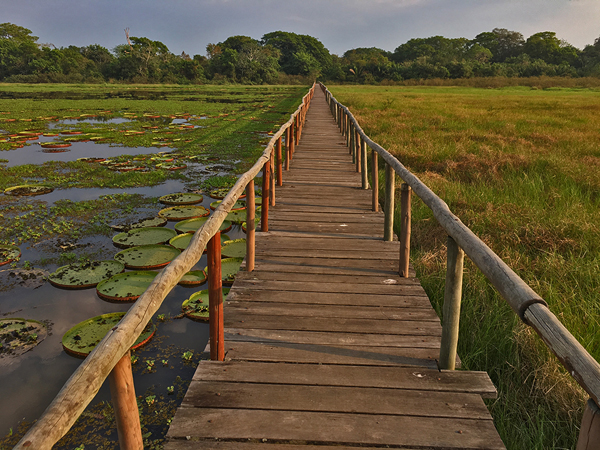 380 Wetlands Bridge 70D6748