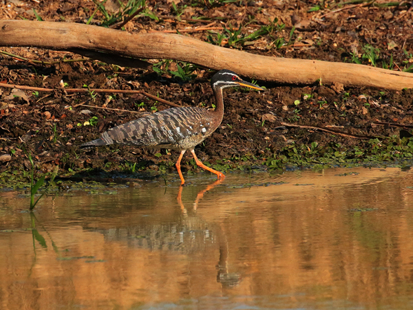 387 Sun Bittern 70D4658
