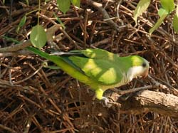 384 Peach-Fronted Parakeet  70D4676