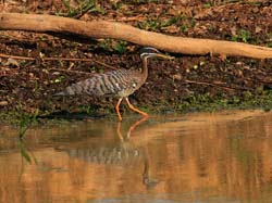 387 Sun Bittern 70D4658