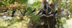 390 Yellow-Billed Cardinals 70D4632