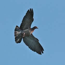 394 Ground Dove  70D4647