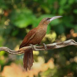 396 Narrow-Billed Woodcreeper 70D4612