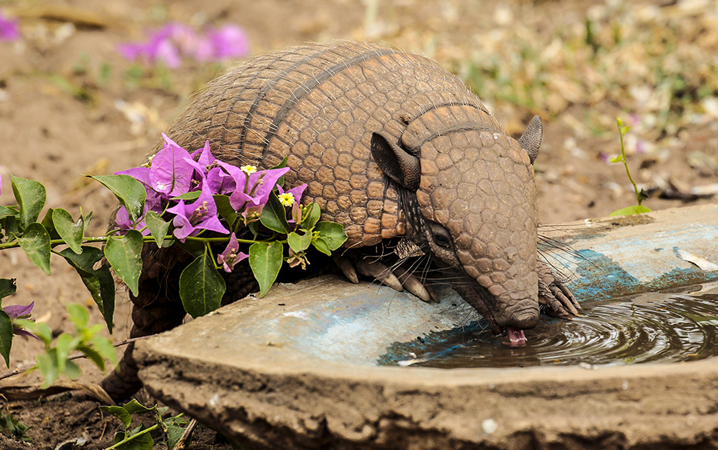 002 Big Hairy Armadillo 10J8E9078