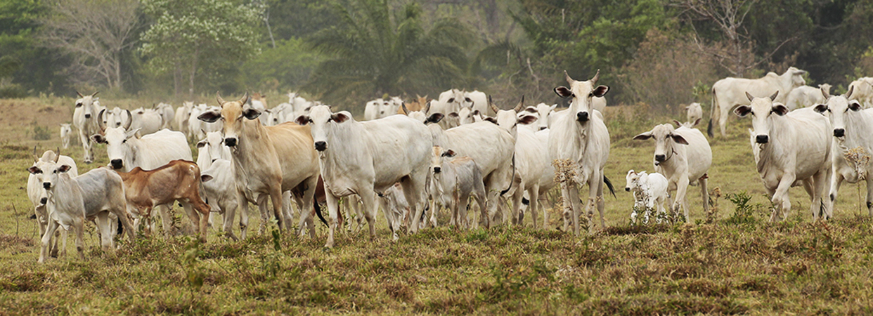 004 Brazilian Cattle 10J8E9019