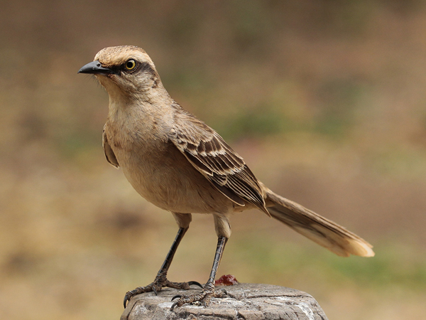006 Chalk-browed Mockingbird 10J8E9084