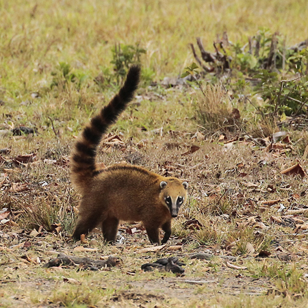 007 Coati 10J8E9231