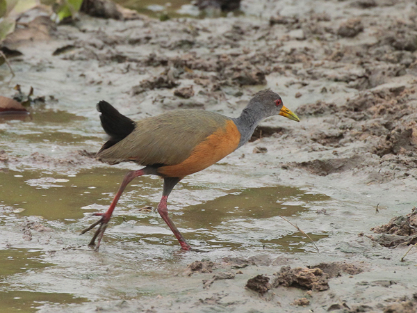 008 Grey-Necked Wood Rail 10J8E9241