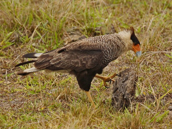 010 outhern Crested Caracara 10J8E9217