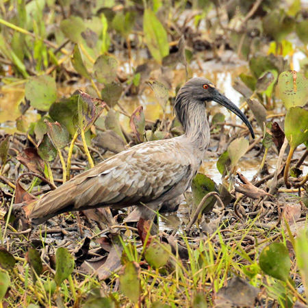 011 Plumbeous Ibis 10J8E9021