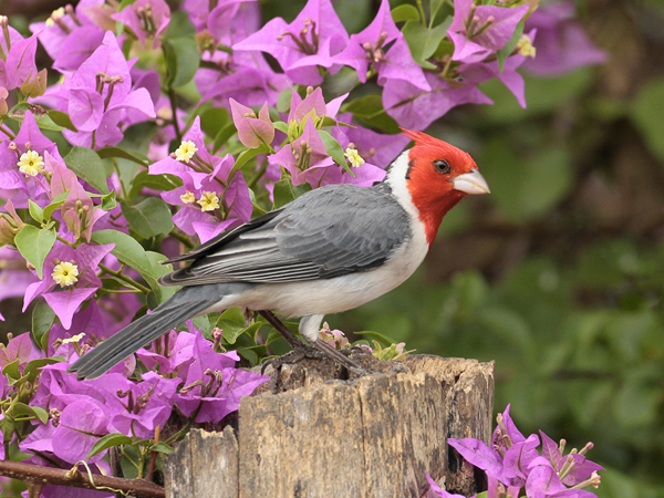 014 Red-Crested Cardinal 10J8E9071