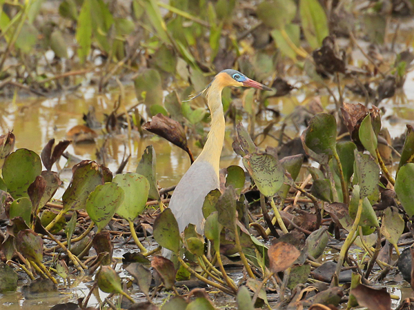 016 Whistling Heron 10J8E9035
